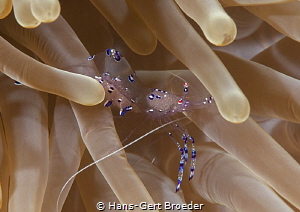 Anemone cleaner shrimp,
Raja Ampat by Hans-Gert Broeder 